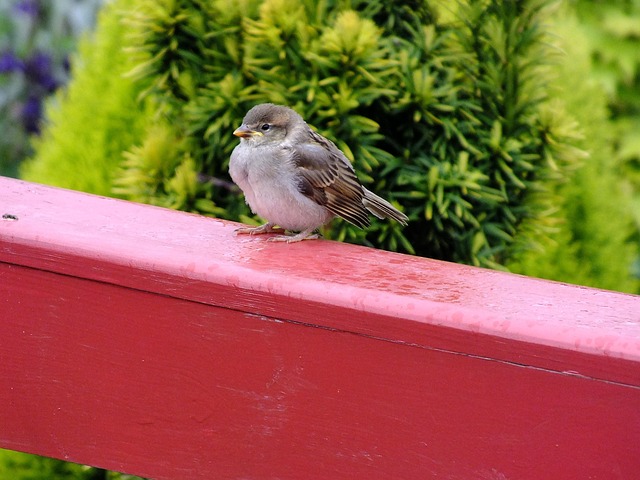 Free Sparrow Bird photo and picture