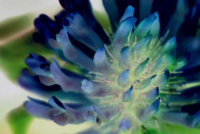 Free Clover Blossom photo and picture