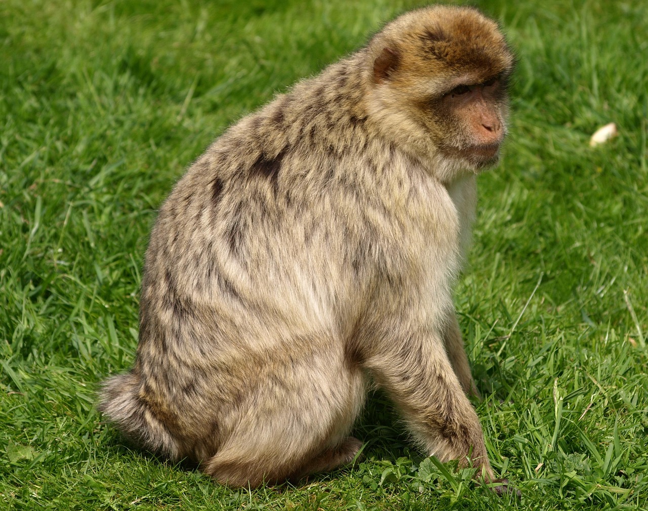 Macabho Rabbit Macaco Barbary Animal - Foto gratuita no Pixabay - Pixabay