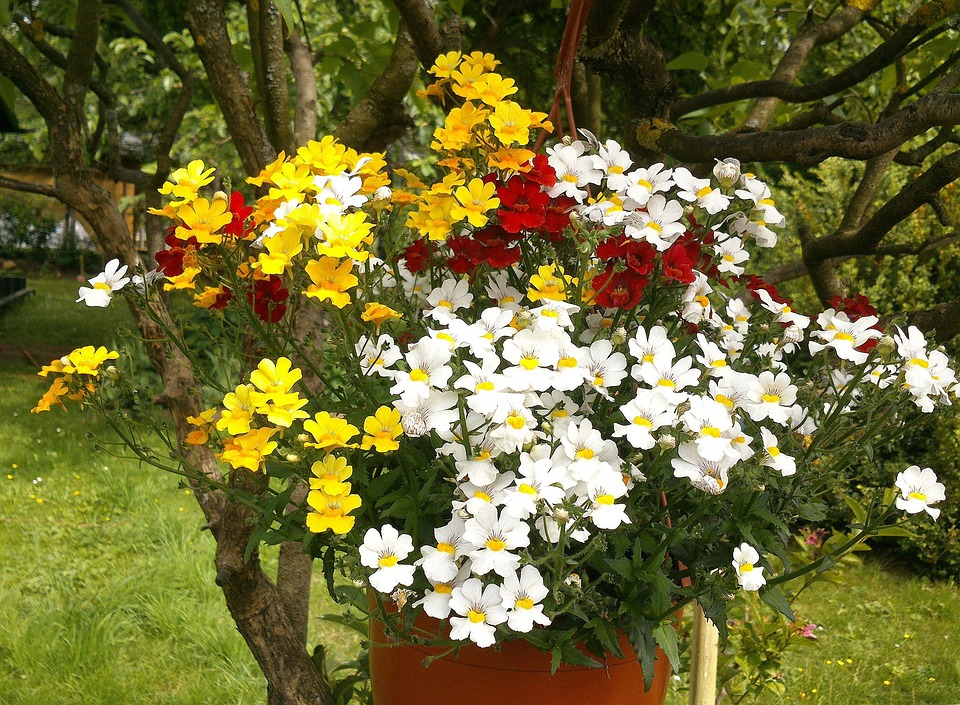 Hängeampel Bunte Blumen Garten · Kostenloses Foto auf Pixabay