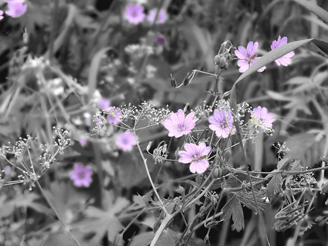 Free Flowers Purple photo and picture