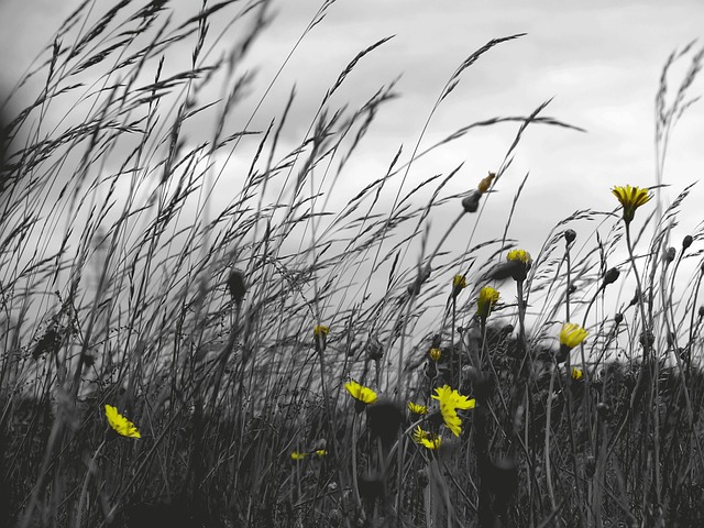 Free Grass Field photo and picture
