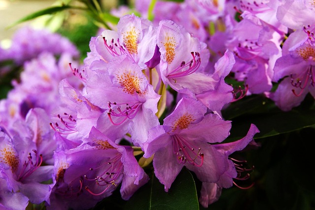 Free Flower Garden photo and picture