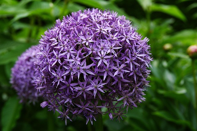 Free Flower Beautiful Flowers photo and picture
