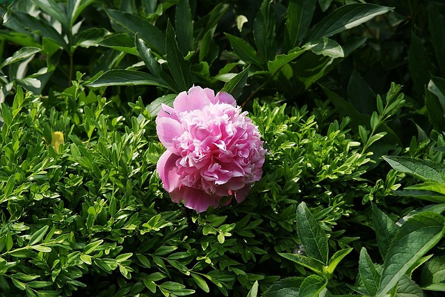 Free Flower Garden photo and picture