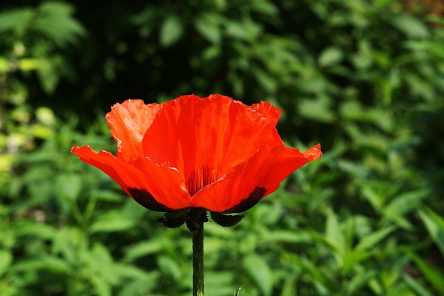 Free Red Flower photo and picture