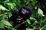 gorilla, bwindi impenetrable forest, uganda