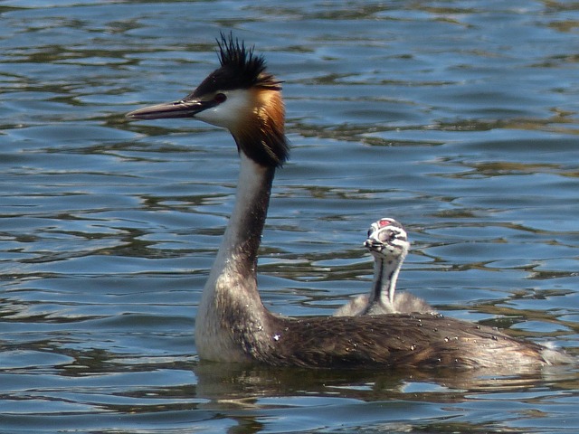 Free Grebe Waterfowl photo and picture