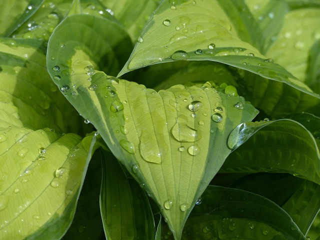Free Hosta Water photo and picture