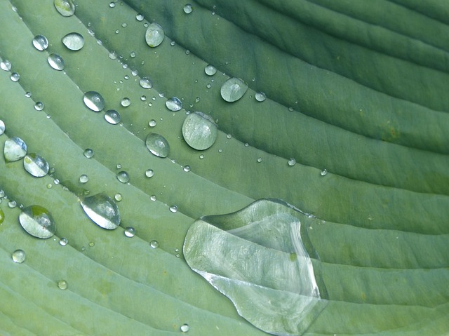 Free Hosta Garden photo and picture