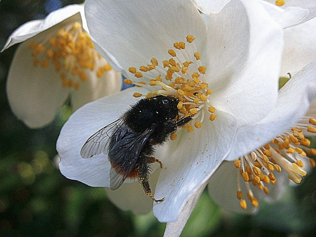Free Bumblebee Bumble photo and picture