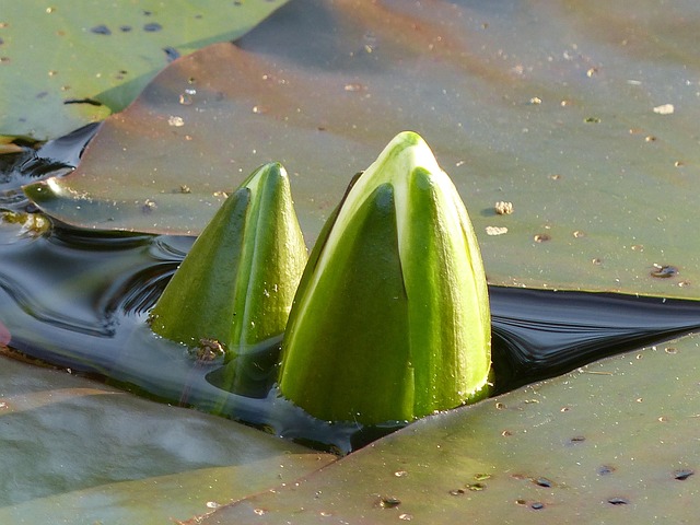 Free Water Lily Pond Plant photo and picture