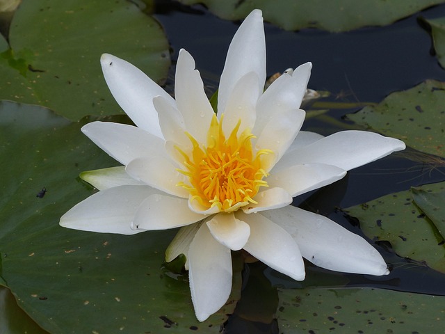 Free Water Lily Pond Plant photo and picture