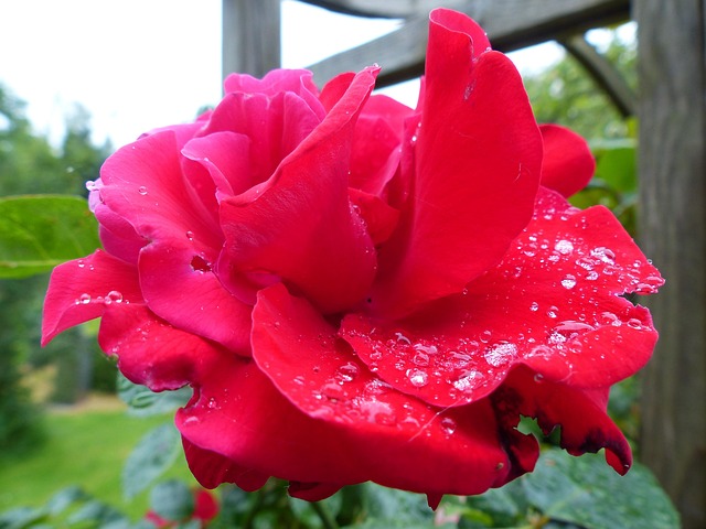 Free Rose Red photo and picture