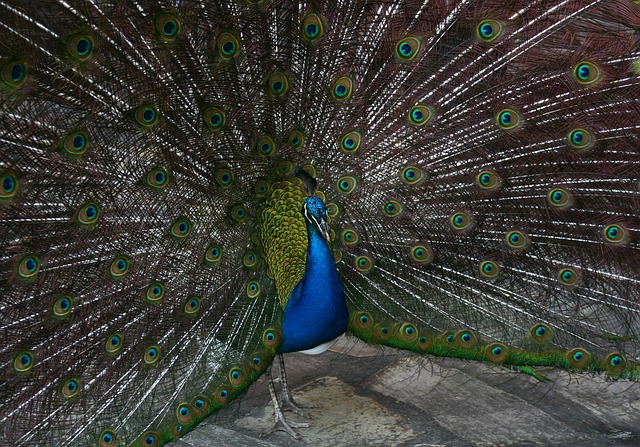 Free Peacock Bird photo and picture