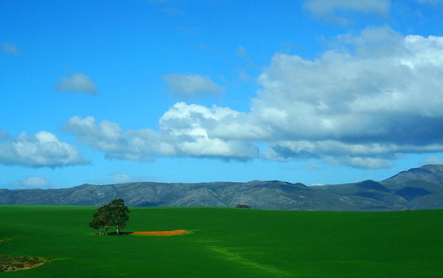 Free Tree Lonely photo and picture
