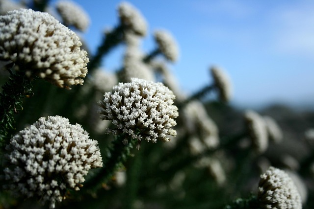 Free Wild Flowers Fynbos photo and picture