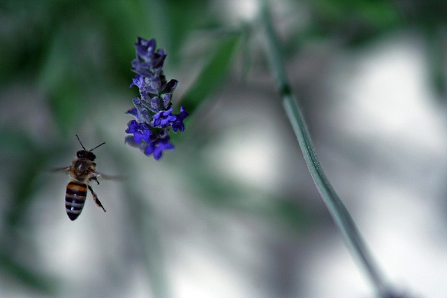 Free Bee Flower photo and picture
