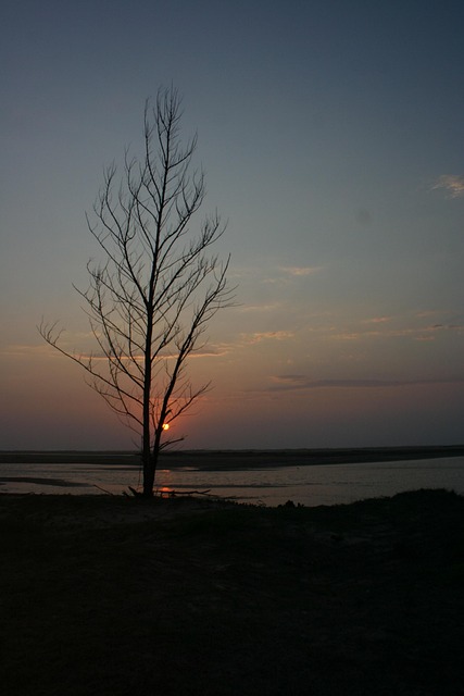 Free Sunset Tree photo and picture