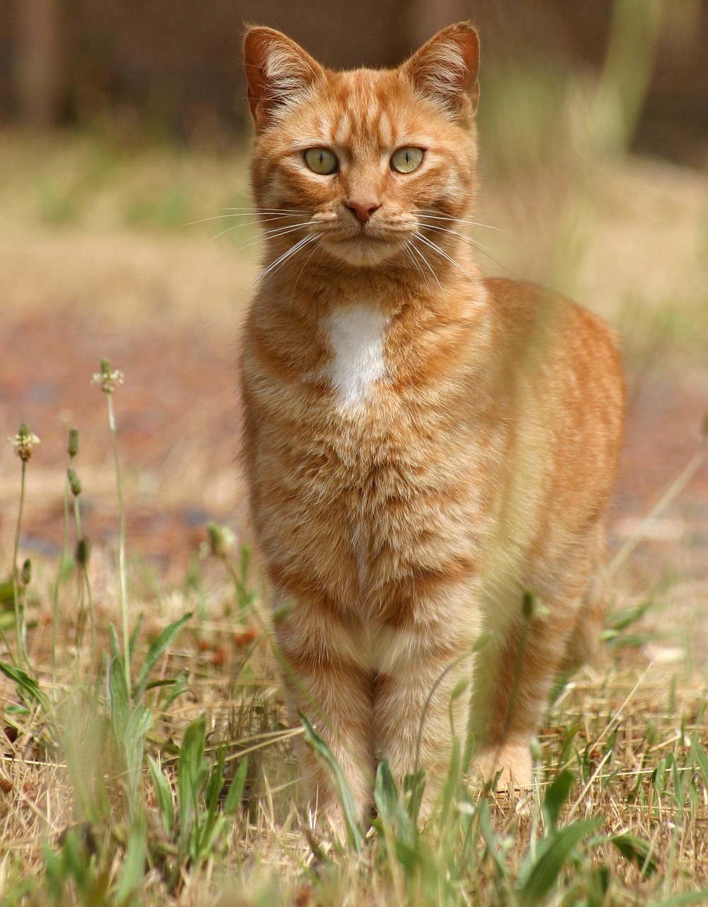 Cat Animal Rouge De - Photo gratuite sur Pixabay - Pixabay