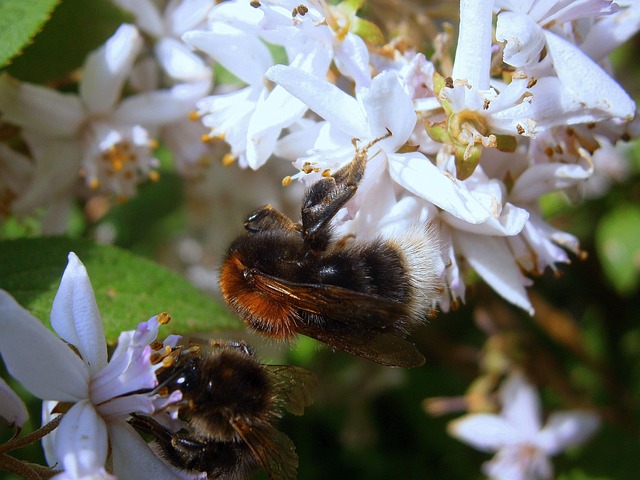 Free Bumblebee Bumble photo and picture