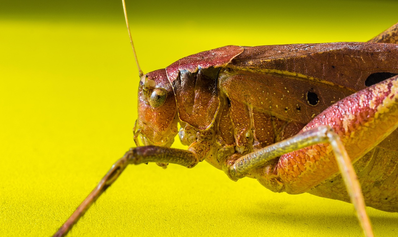 Grasshopper Hay Horse Insect - Free photo on Pixabay - Pixabay