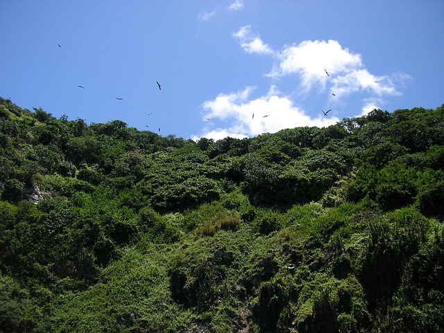 Free Birds Tobago photo and picture