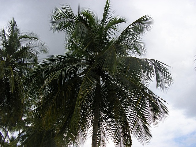 Free Palm Trees Sky photo and picture