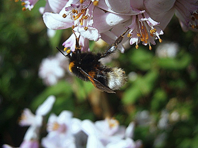 Free Bumblebee Bumble photo and picture