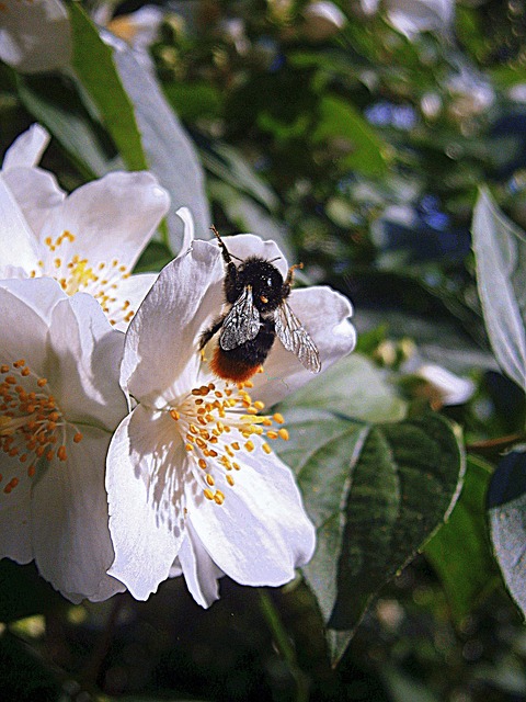 Free Bumblebee Bumble photo and picture
