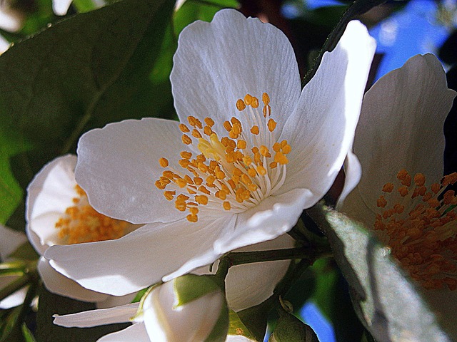 Free Summer Jasmine Farmer'S Jasmine photo and picture