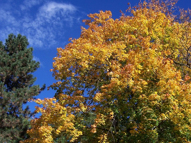 Free Colorful Leaves Leaves photo and picture