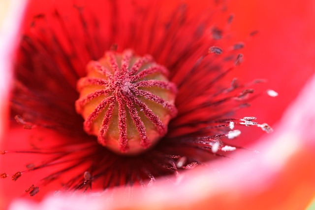 Free Poppy Red Poppy photo and picture
