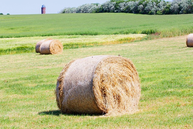 Free Straw Bales Straw photo and picture
