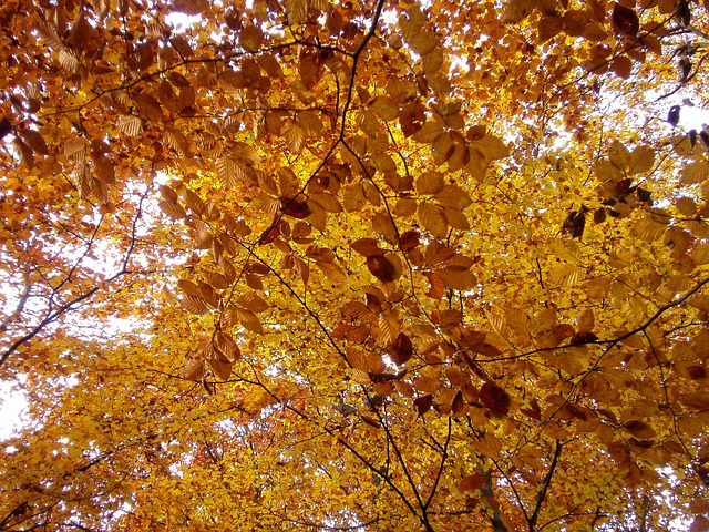 Skov, Efterår, Natur, Blade, Orange