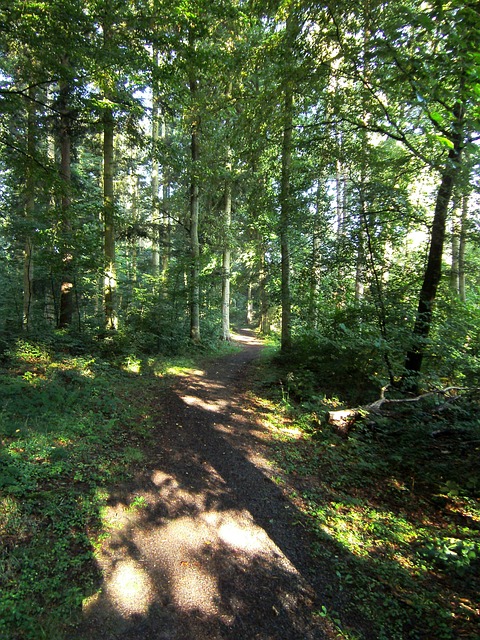Skovsti, Skov, Træer, Grøn, Træ, Natur