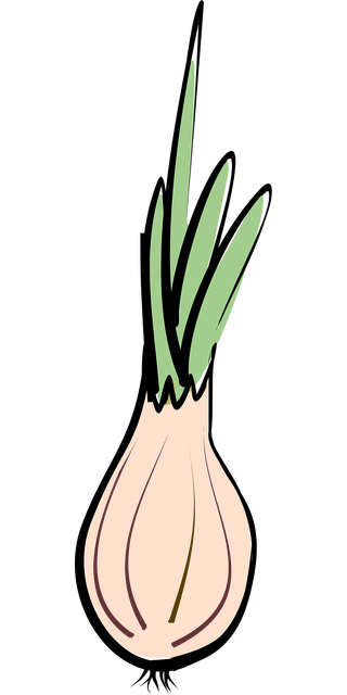 Free onion onions a vegetable vector