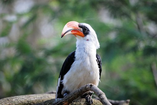 Hornbill, Bird, Tropical, Zoo, Bill