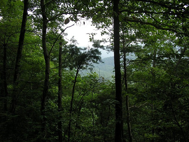 Free Tennessee Mountains Trees photo and picture