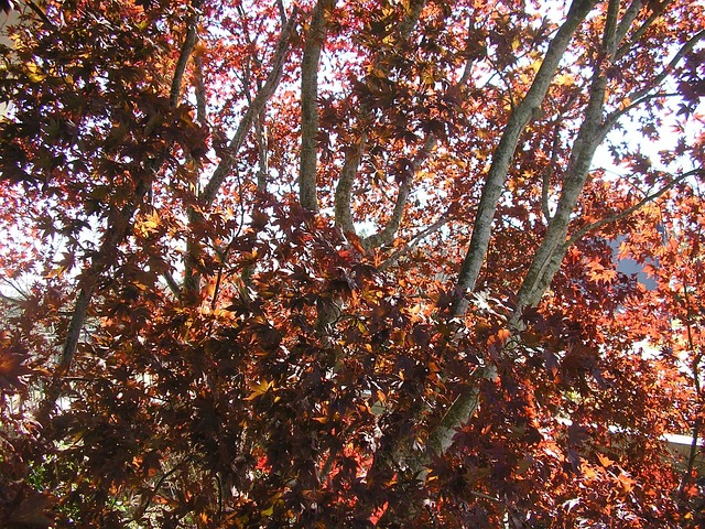 Free Fall Trees photo and picture