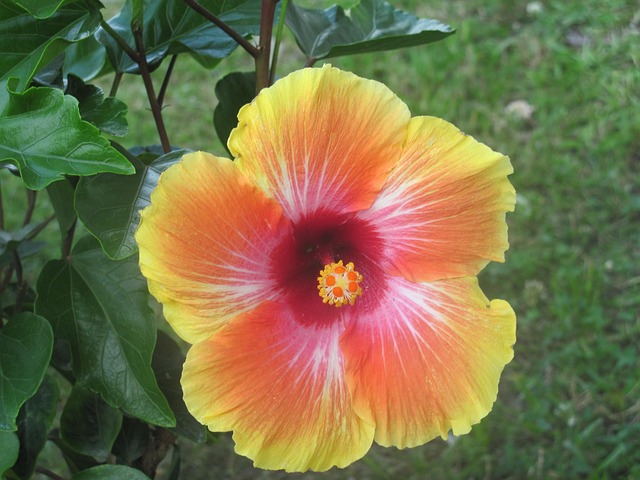 Free Flower Plant photo and picture