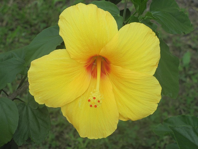 Free Flower Flowers photo and picture
