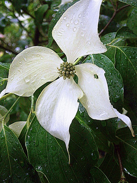 Free Dogwood Asian Dogwood photo and picture