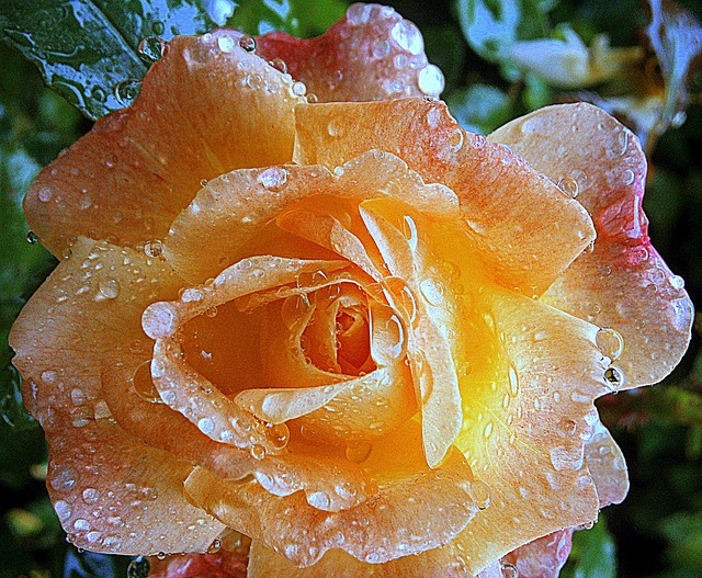 Free Rose Roses photo and picture