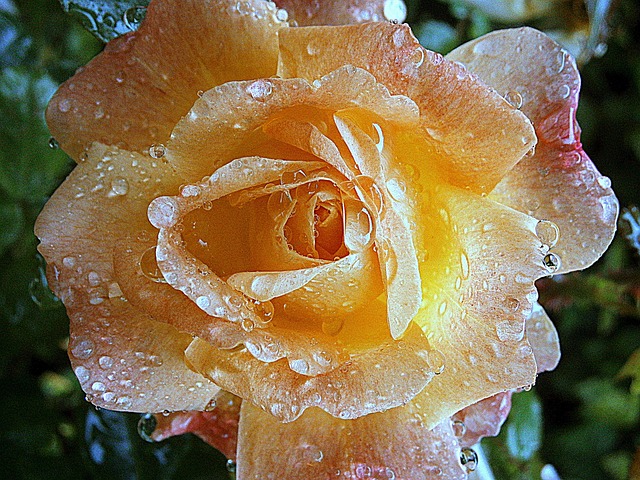 Free Rose Roses photo and picture