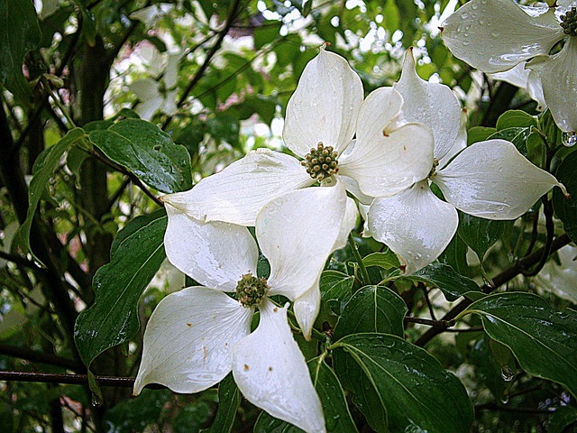 Free Dogwood Asian Dogwood photo and picture