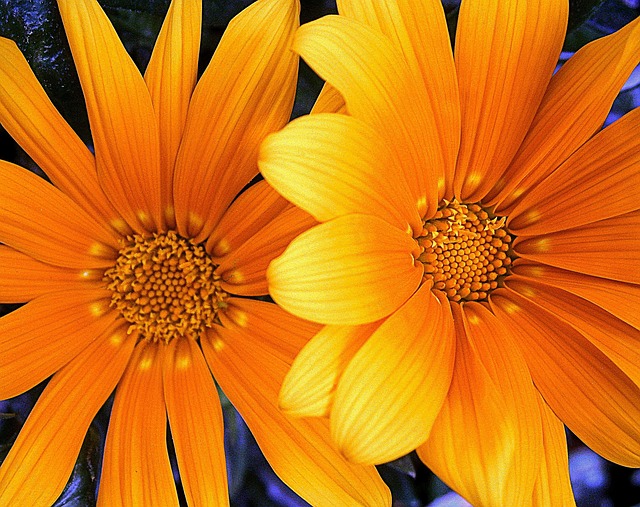 Free Orange Yellow photo and picture