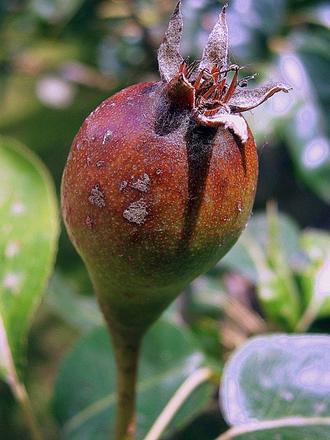 Free Rose Bud photo and picture