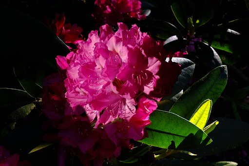 Free Rododendron Lily photo and picture