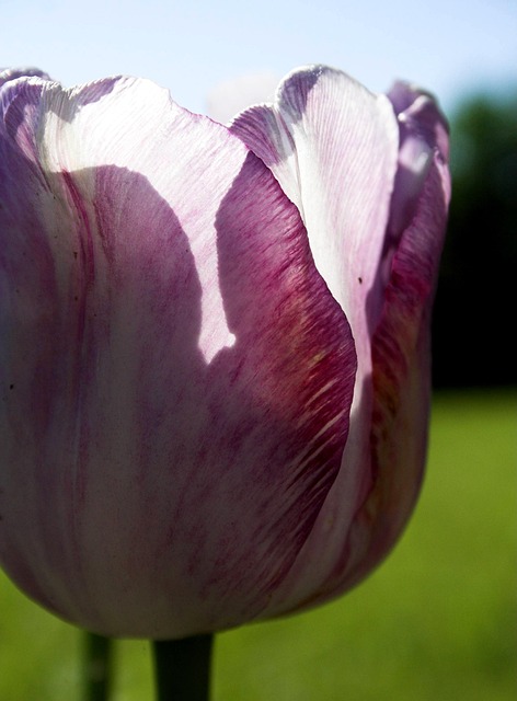 Free Tulip Flower Wallpaper photo and picture